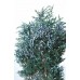 BLUEBERRY JUNIPER PRESERVED 14"-18"  1 lb - 